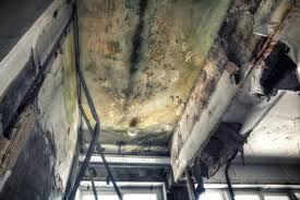 Best Mold Documentation for Insurance Claims in Fort Payne, AL